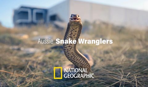 Aussie Snake Wranglers